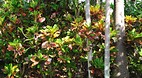 Garden of the Groves