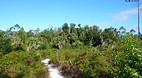 Grand Bahama Island