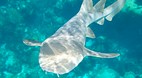 Grand Bahama Island