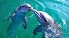 Grand Bahama Island