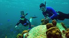 Pelican Cays Land an..