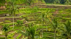 Tegallalang Village