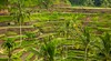 Tegallalang Village