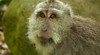 Ubud Monkey Forest