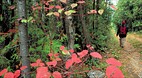Bruce Peninsula