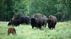 Elk Island National ..