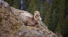 Jasper National Park