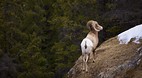Jasper National Park