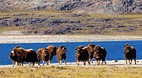 Nunavut