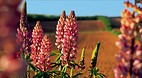 Prince Edward Island