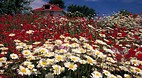 Prince Edward Island