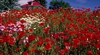 Prince Edward Island