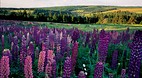 Prince Edward Island