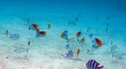 Aitutaki