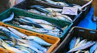 Split Fish Markets