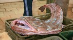 Split Fish Markets