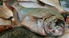 Split Fish Markets