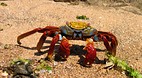 Galapagos Islands