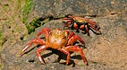 Galapagos Islands