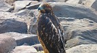 Galapagos Islands