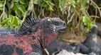Galapagos Islands