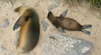 Galapagos Islands