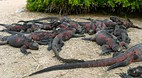 Galapagos Islands