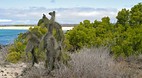 Galapagos Islands