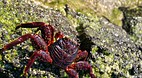 Galapagos Islands