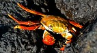 Galapagos Islands