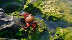 Galapagos Islands