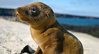 Galapagos Islands