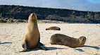 Galapagos Islands