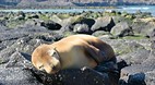 Galapagos Islands