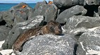 Galapagos Islands