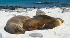 Galapagos Islands