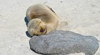 Galapagos Islands
