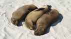 Galapagos Islands