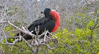 Galapagos Islands