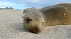 Galapagos Islands