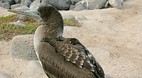 Galapagos Islands
