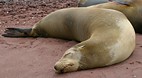 Galapagos Islands