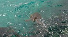 Galapagos Islands