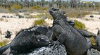 Galapagos Islands