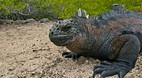 Galapagos Islands