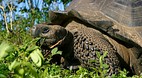 Galapagos Islands