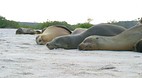Galapagos Islands