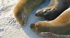 Galapagos Islands