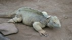 Galapagos Islands