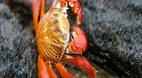 Galapagos Islands